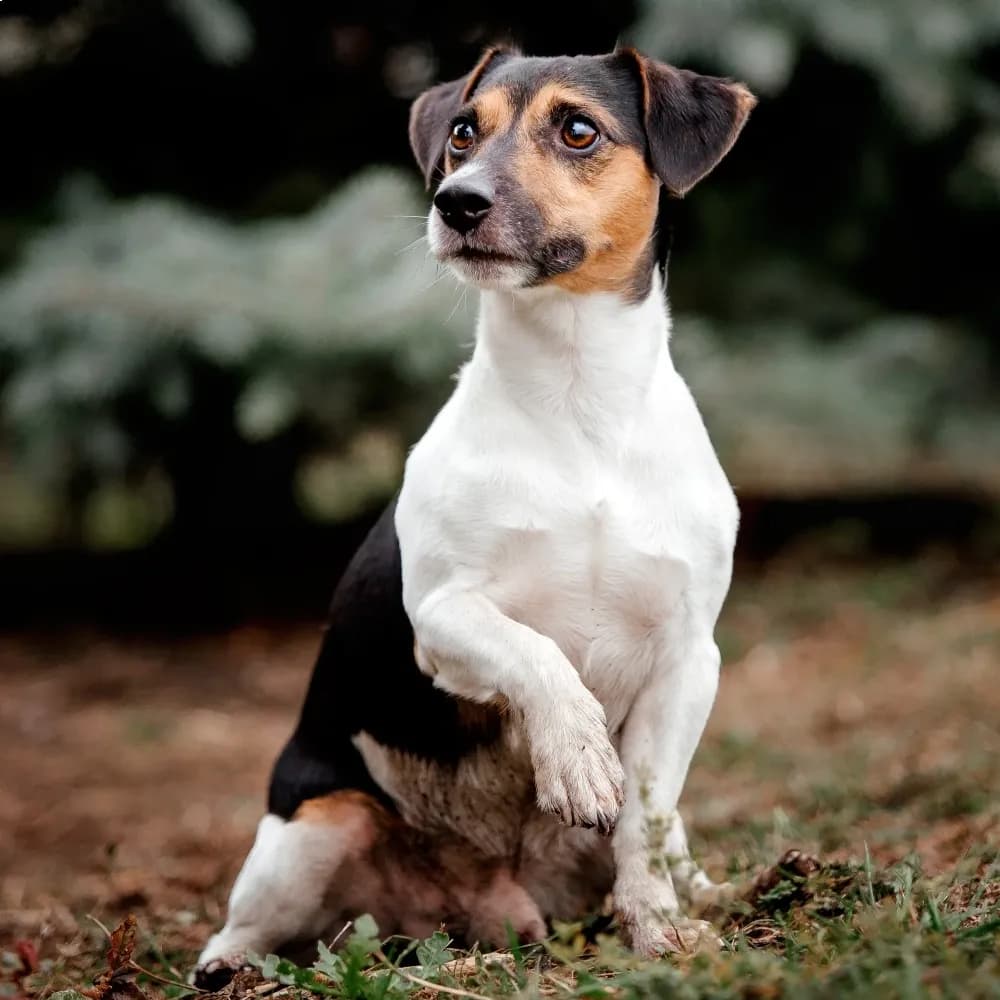 Jack Russell Terrier — registro 01