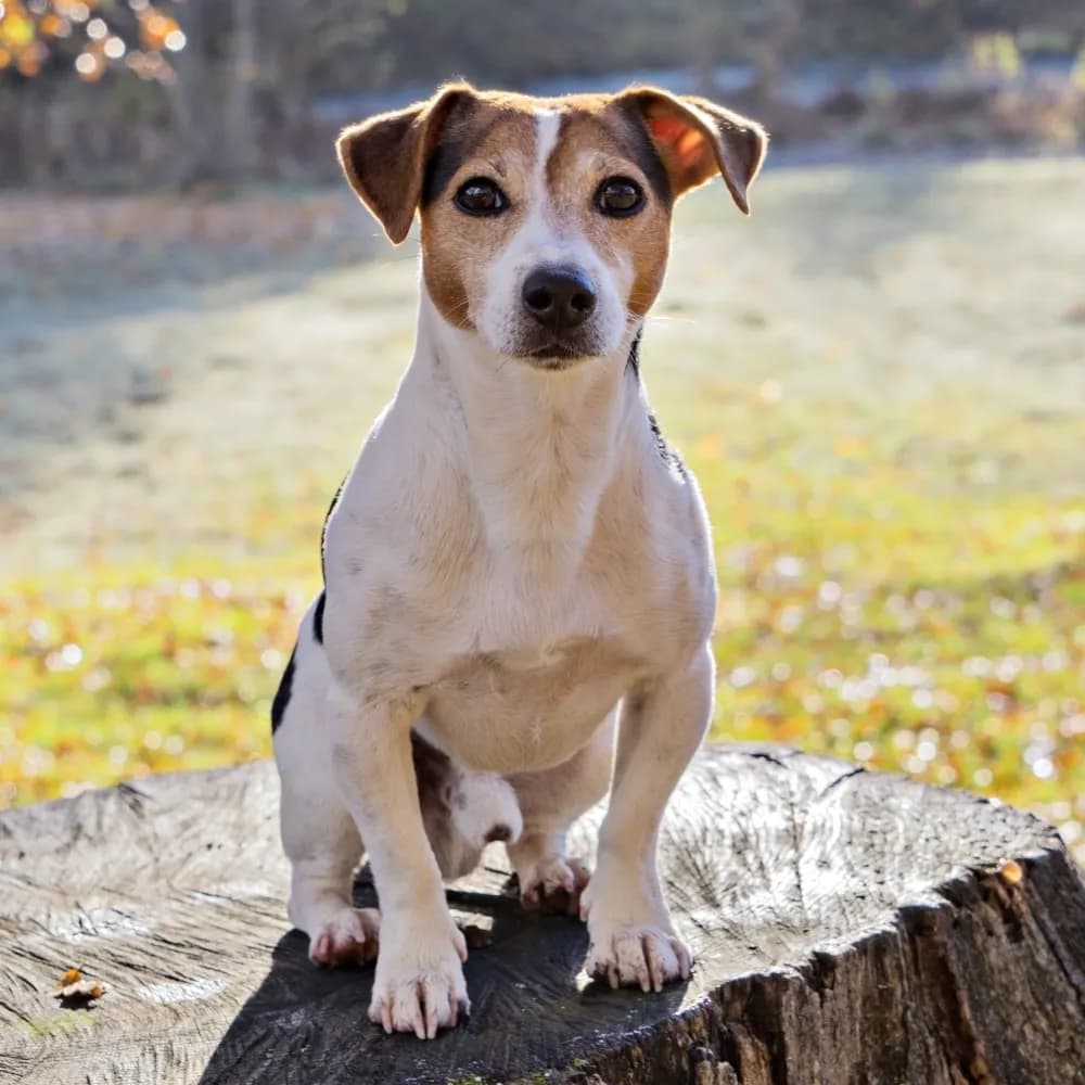 Jack Russell Terrier — registro 02