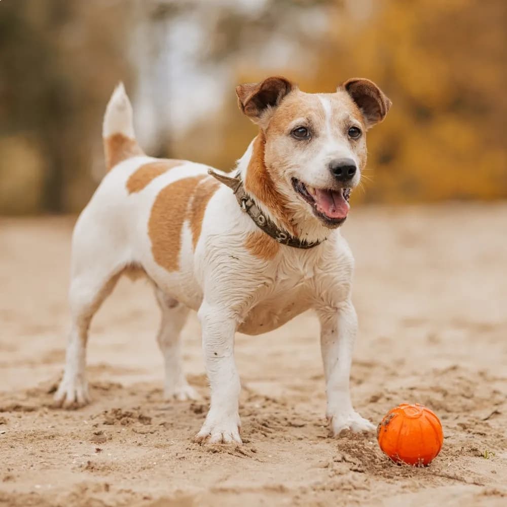 Jack Russell Terrier — registro 03
