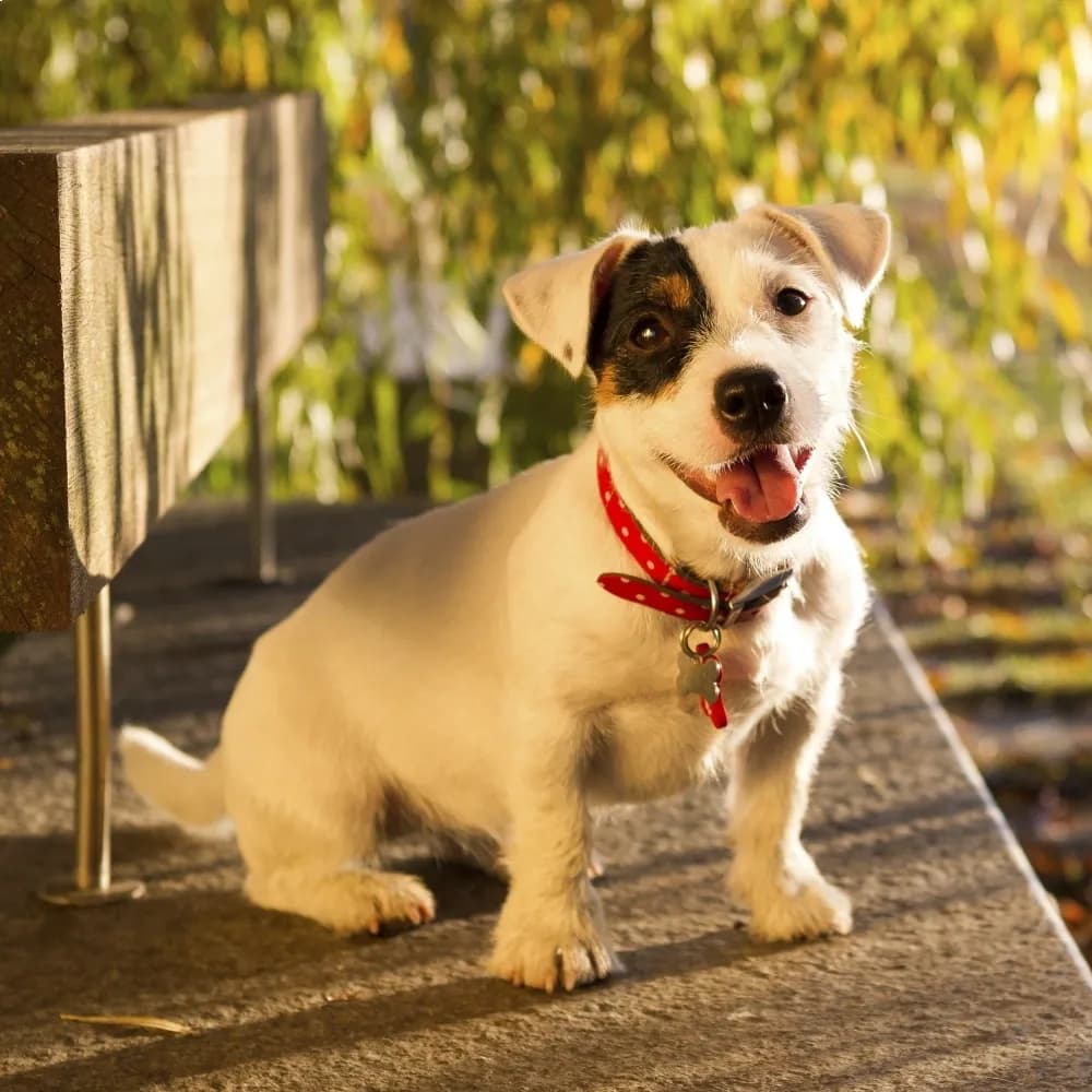 Jack Russell Terrier — registro 04