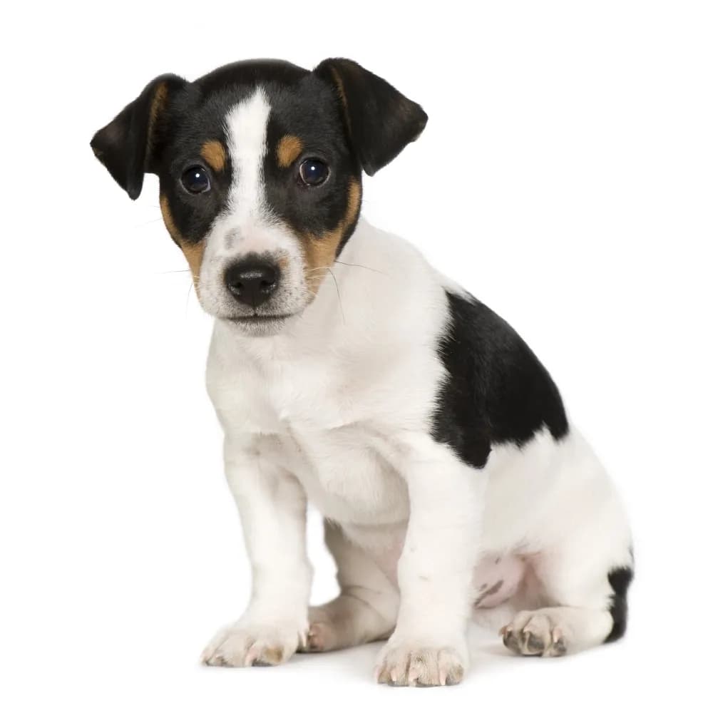 Jack Russell Terrier — filhote