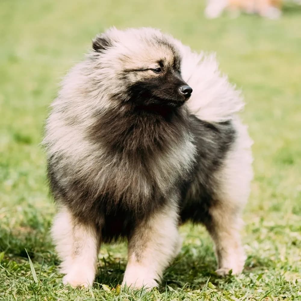 Keeshond — registro 01