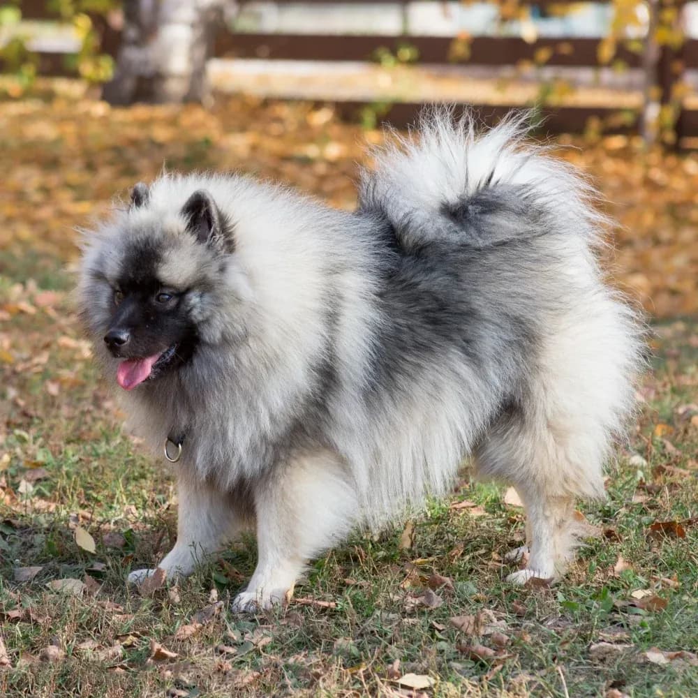 Keeshond — registro 02