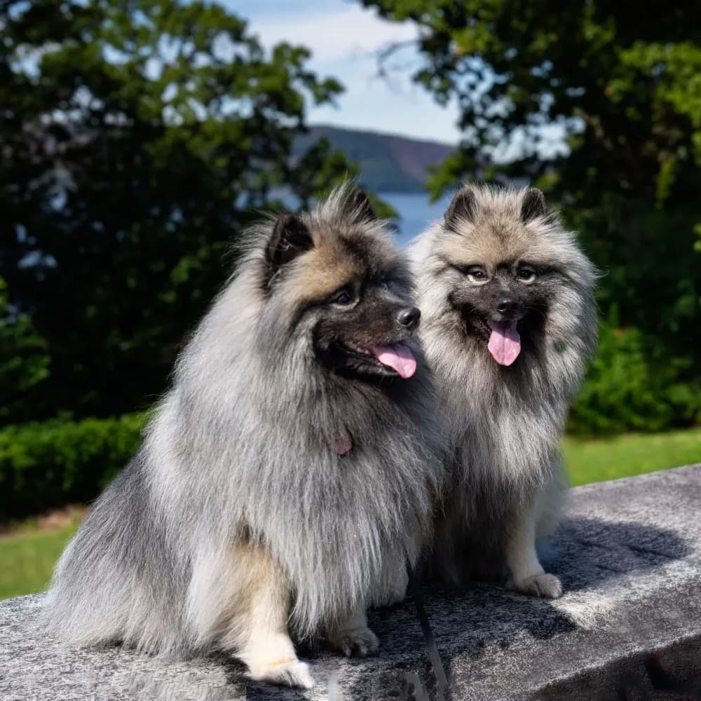 Keeshond — registro 03