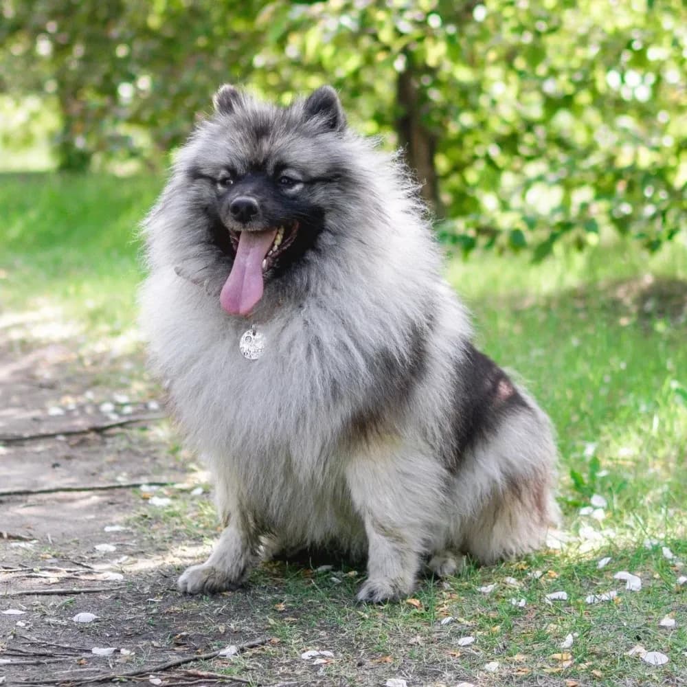 Keeshond — registro 04