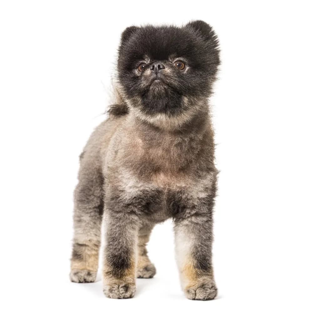 Keeshond — filhote