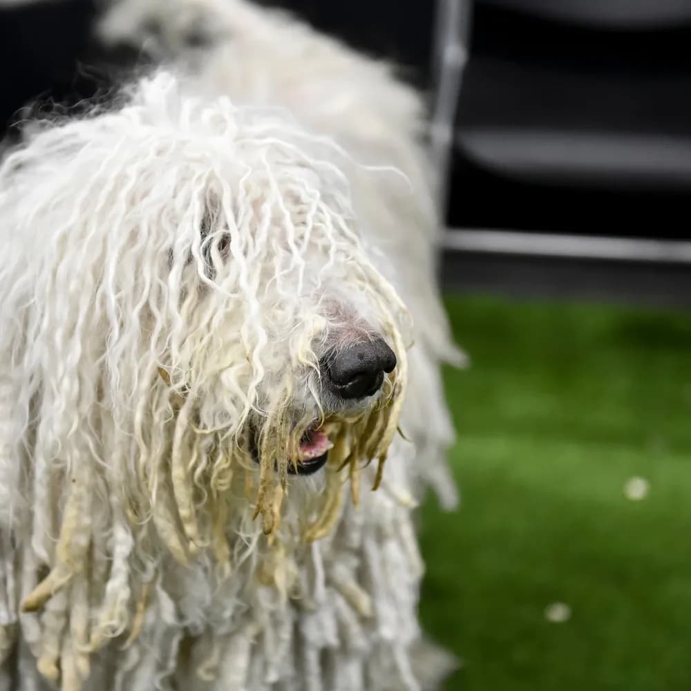 Komondor — registro 01