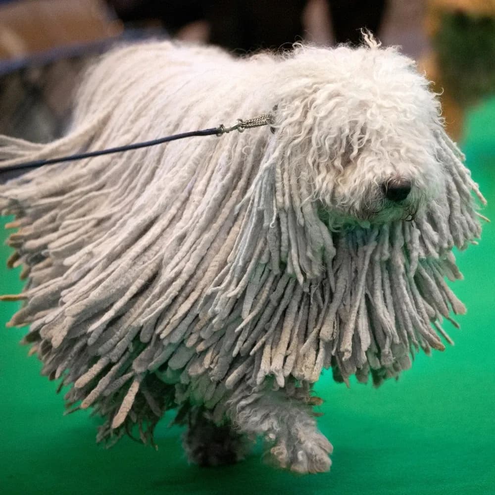 Komondor — registro 02