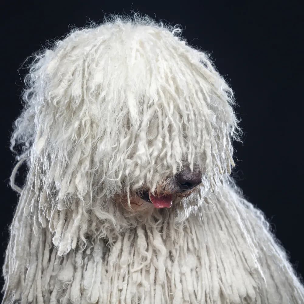 Komondor — registro 03