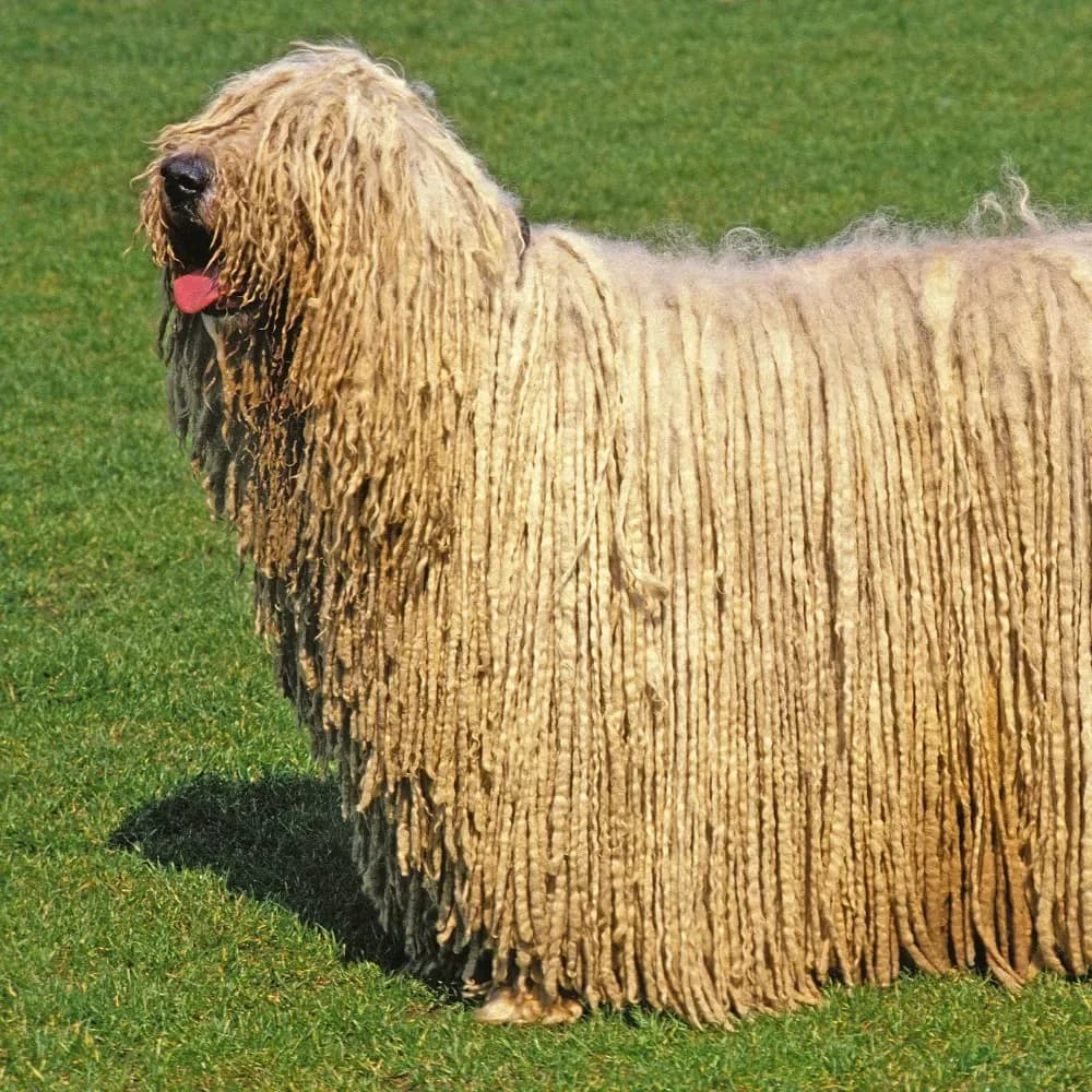 Komondor — registro 05