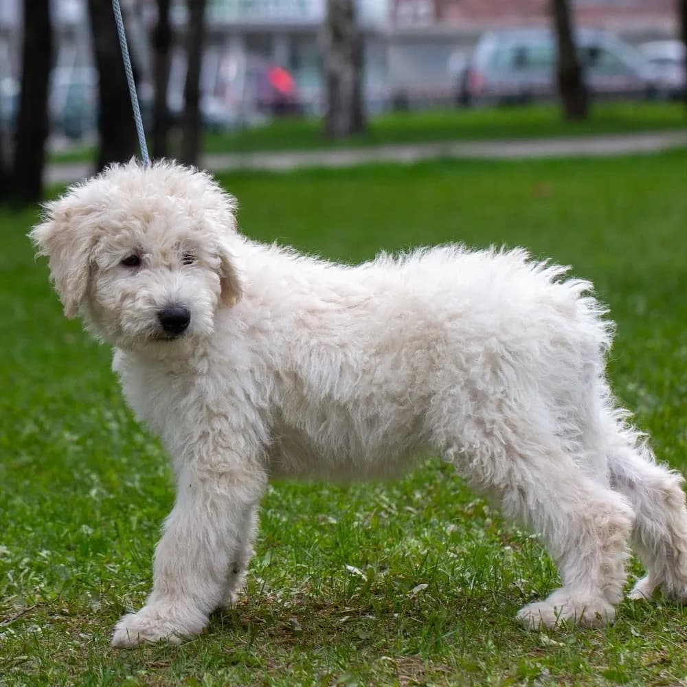 Komondor — filhote