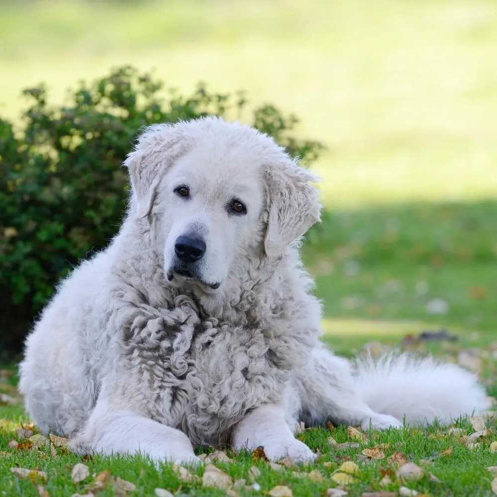 Kuvasz — registro 01
