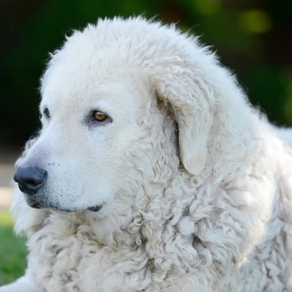Kuvasz — registro 02