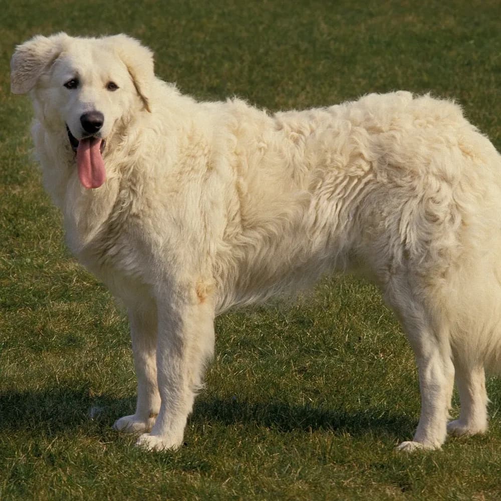 Kuvasz — registro 03