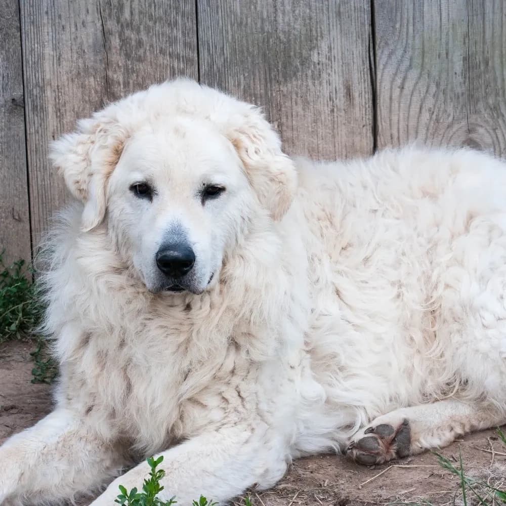 Kuvasz — registro 04