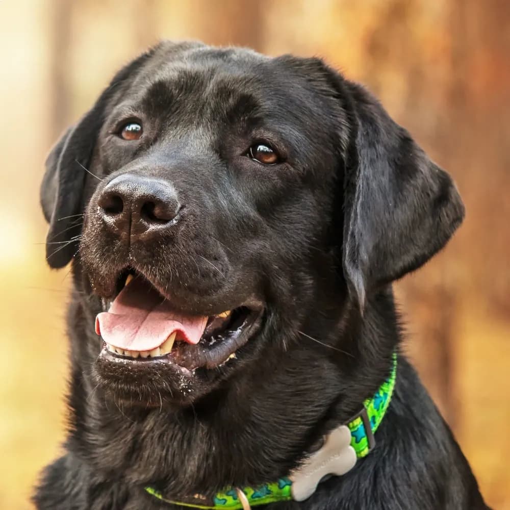 Labrador Retriever — registro 01