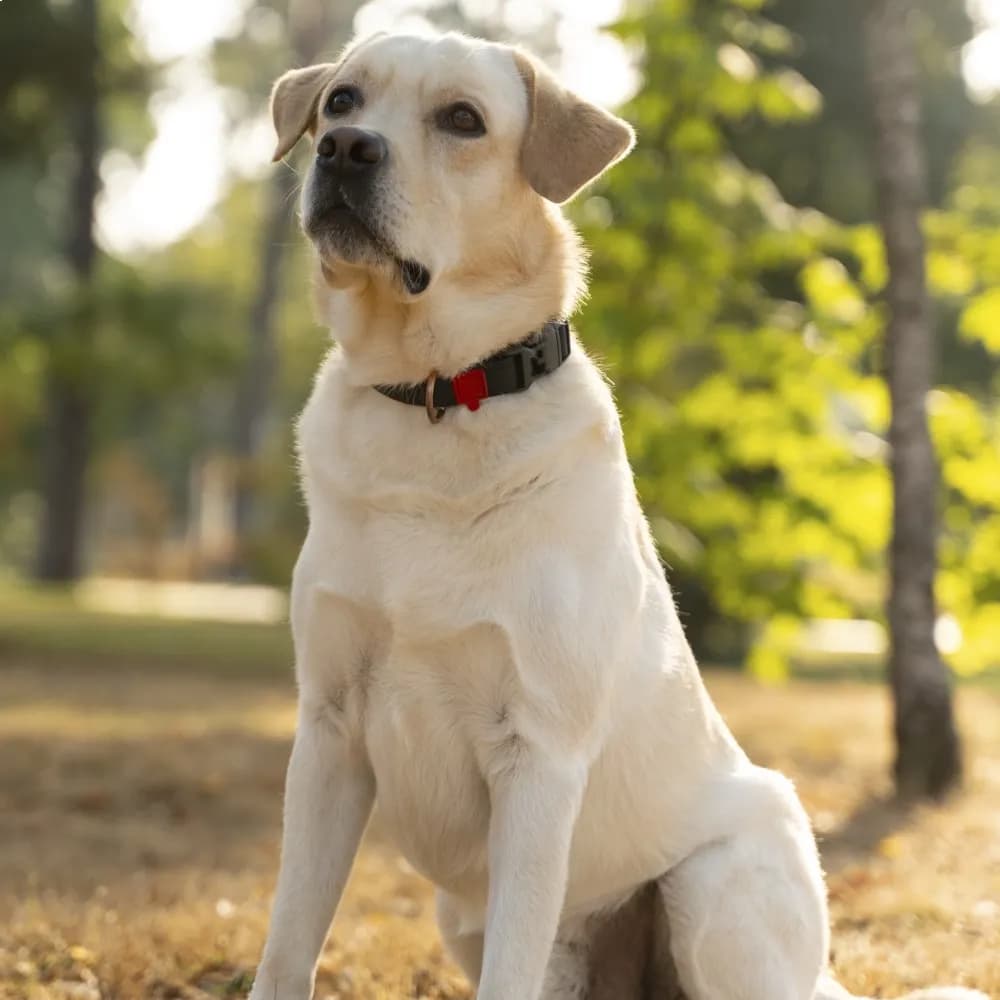 Labrador Retriever — registro 02