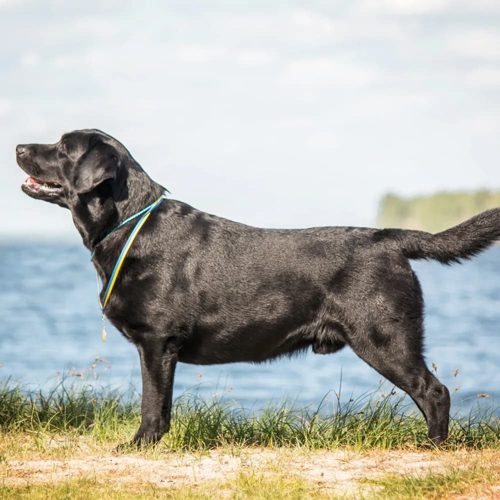 Labrador Retriever — registro 03