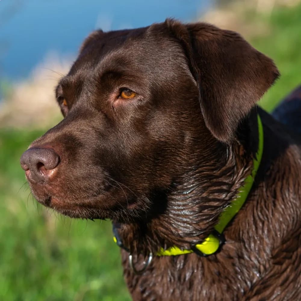 Labrador Retriever — registro 04