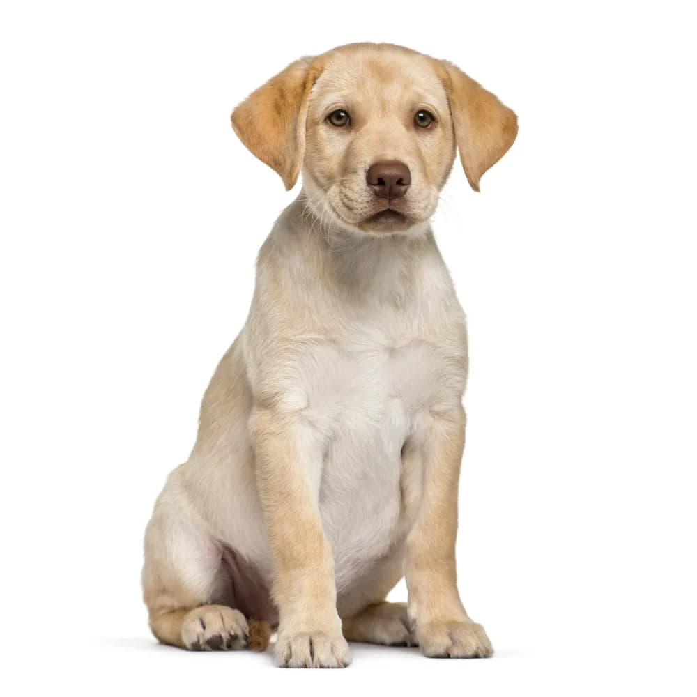 Labrador Retriever — filhote