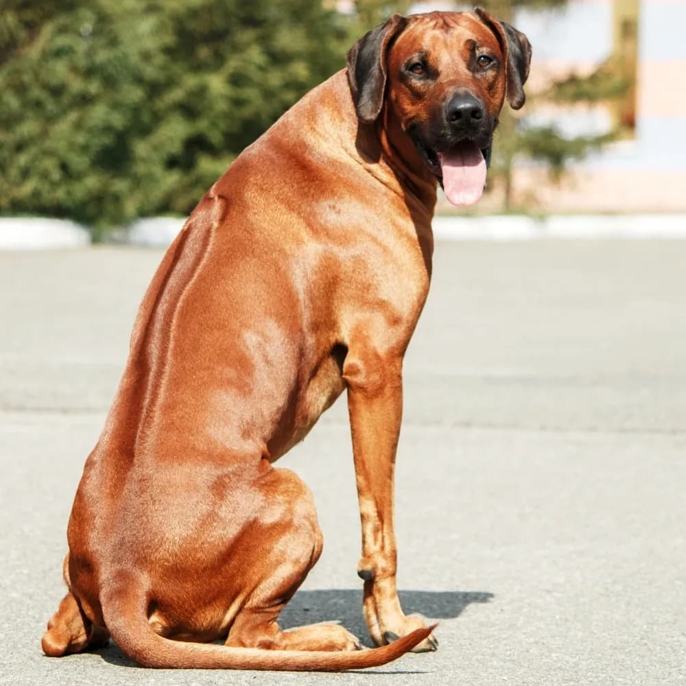 Leão da Rodésia - Rhodesian Ridgeback — registro 01