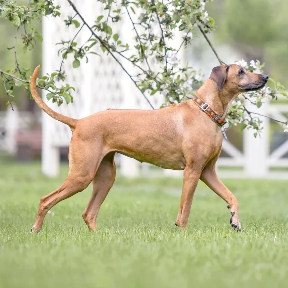 Leão da Rodésia - Rhodesian Ridgeback — registro 02