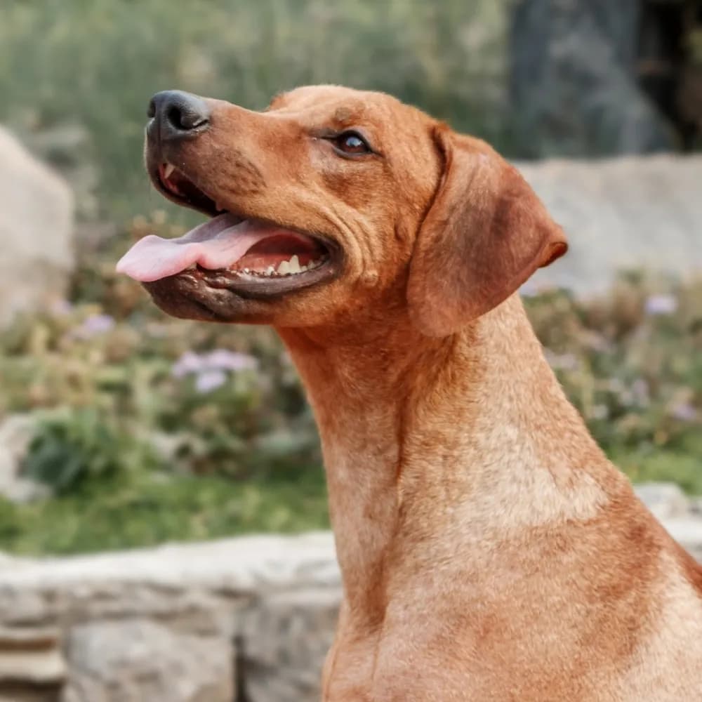 Leão da Rodésia - Rhodesian Ridgeback — registro 03