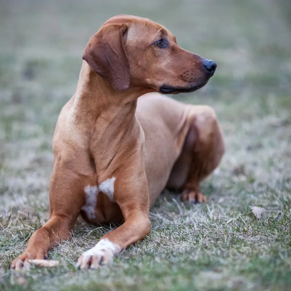 Leão da Rodésia - Rhodesian Ridgeback — registro 04
