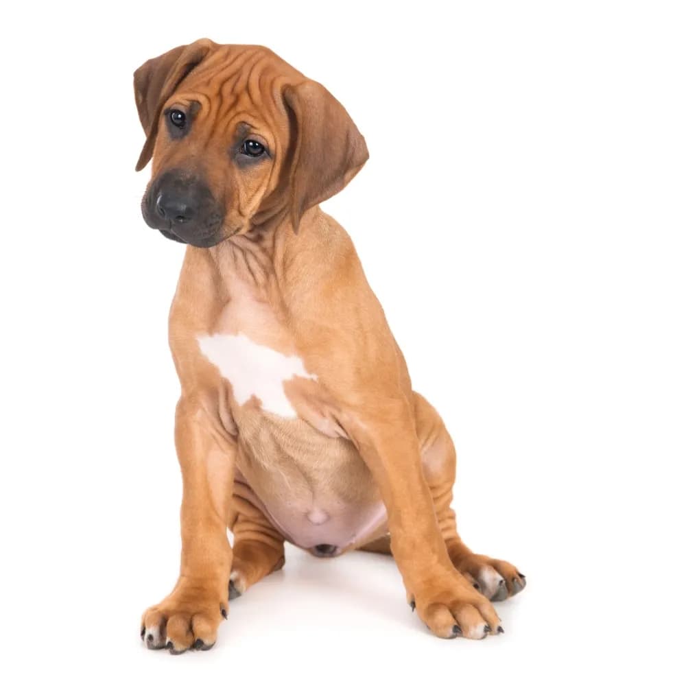 Leão da Rodésia - Rhodesian Ridgeback — filhote
