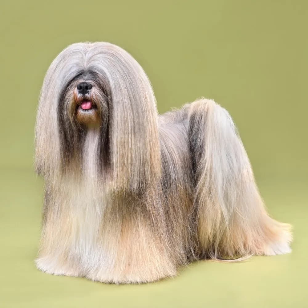 Lhasa Apso — registro 01