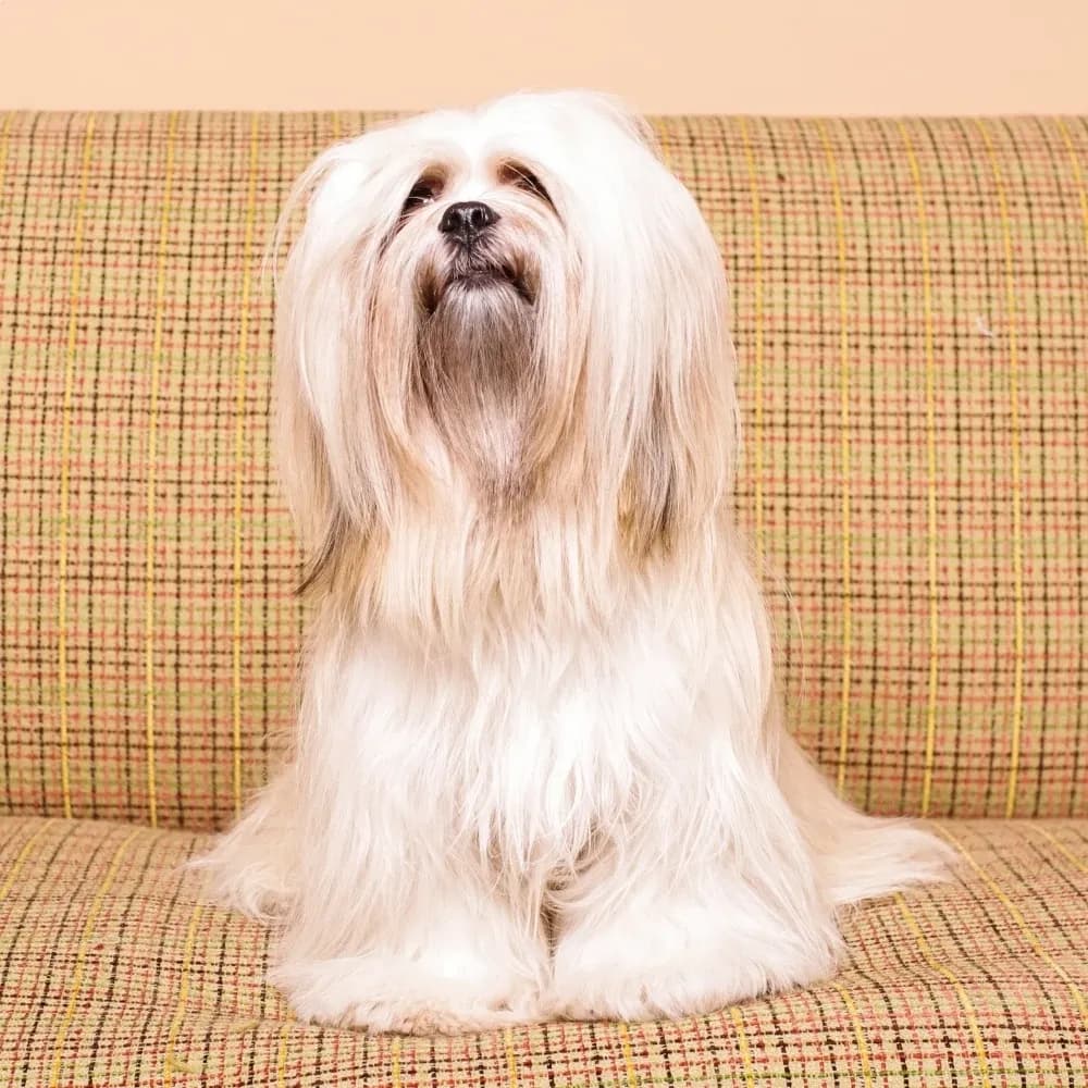Lhasa Apso — registro 02