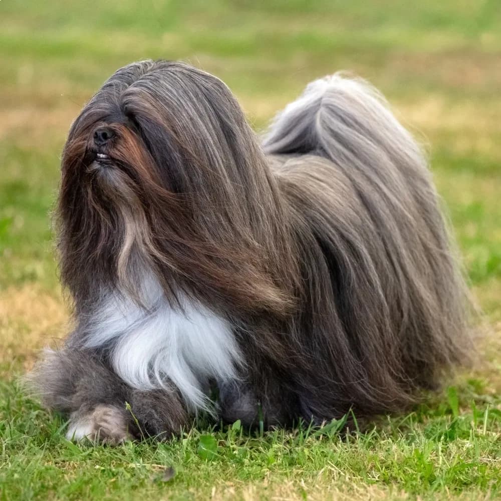 Lhasa Apso — registro 03