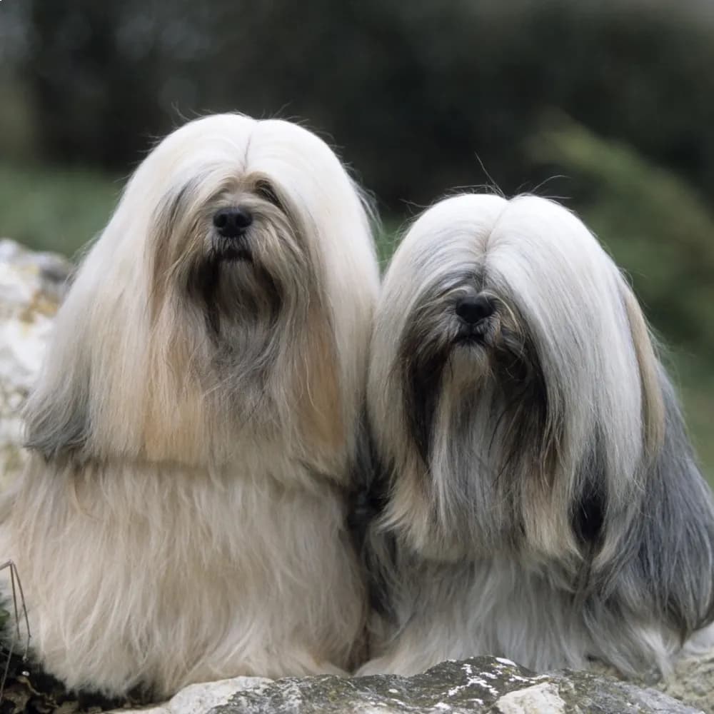 Lhasa Apso — registro 04