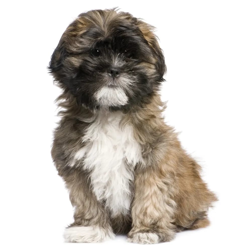Lhasa Apso — filhote