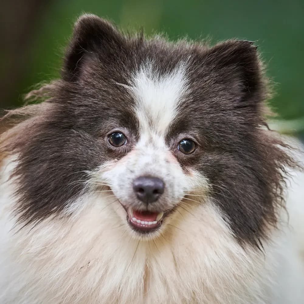 Lulu da Pomerânia — registro 01