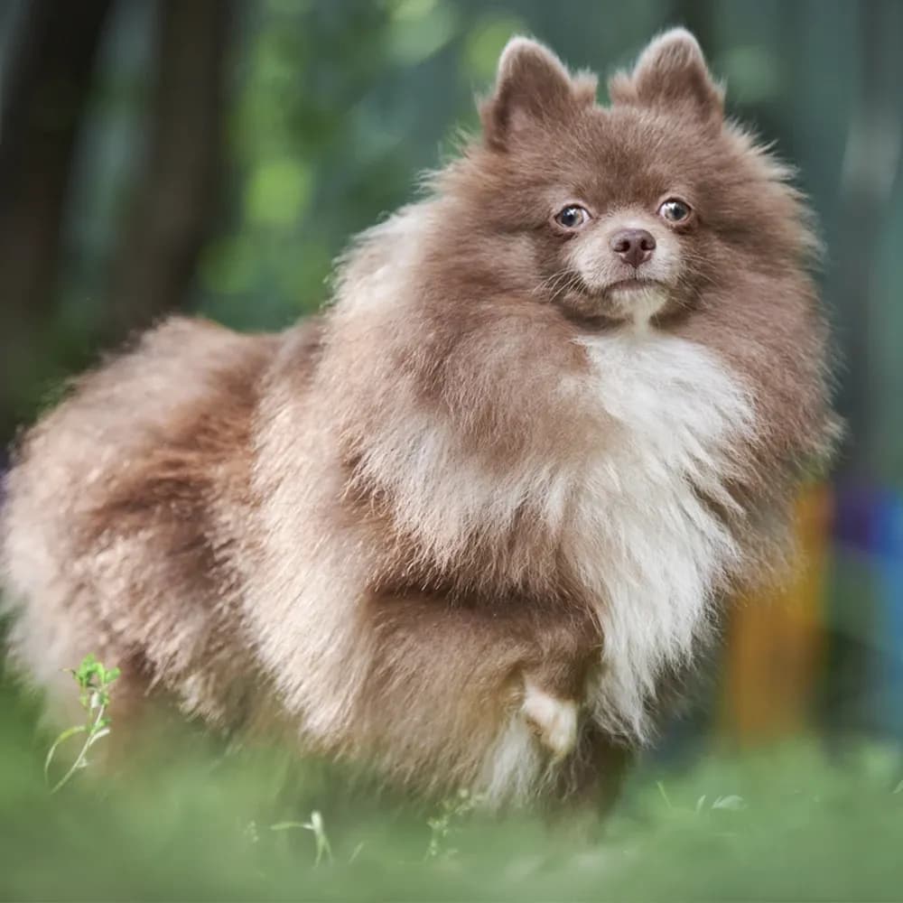 Lulu da Pomerânia — registro 02