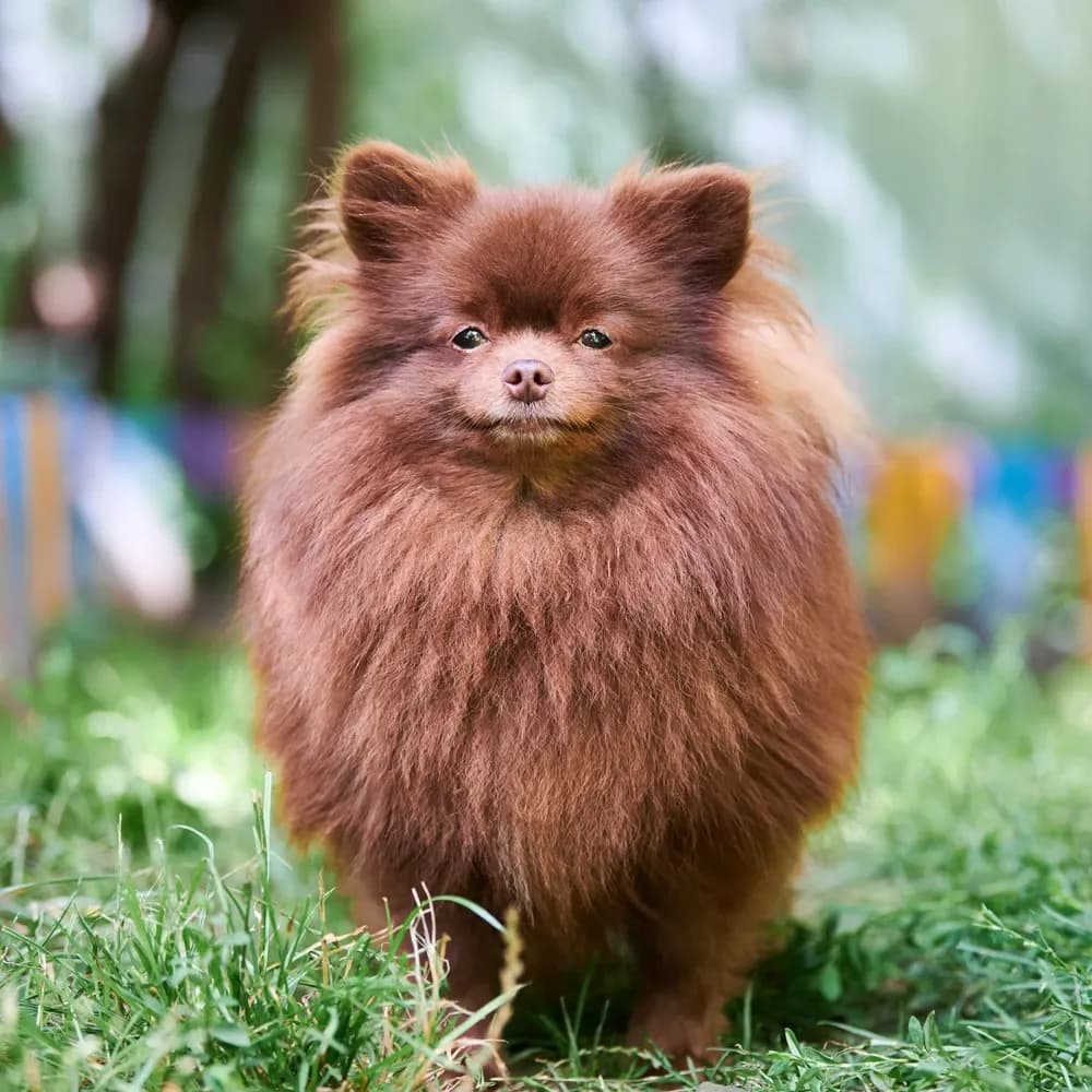Lulu da Pomerânia — registro 03