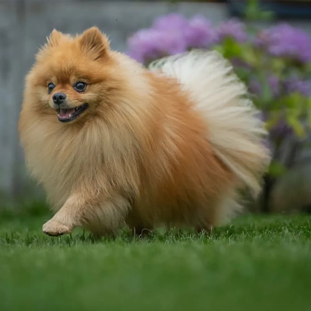 Lulu da Pomerânia — registro 04