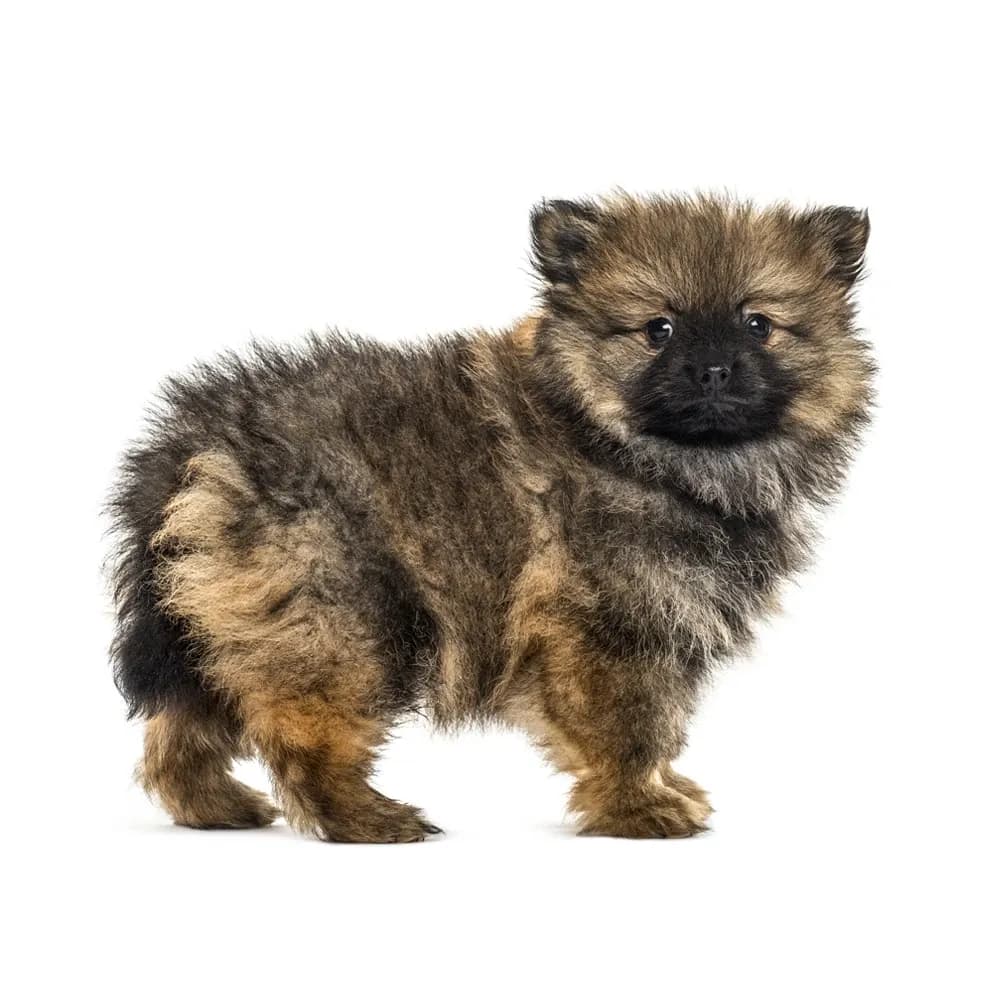 Lulu da Pomerânia — filhote
