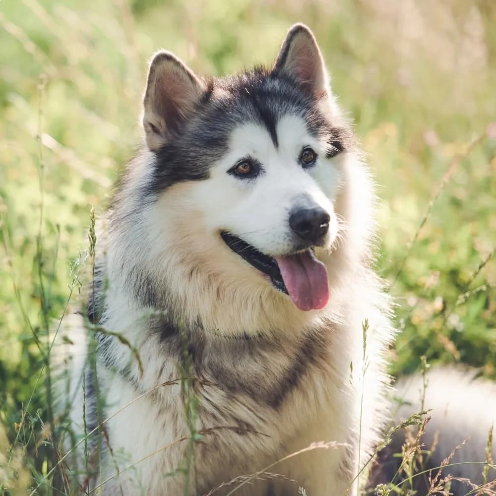 Malamute do Alasca — registro 01