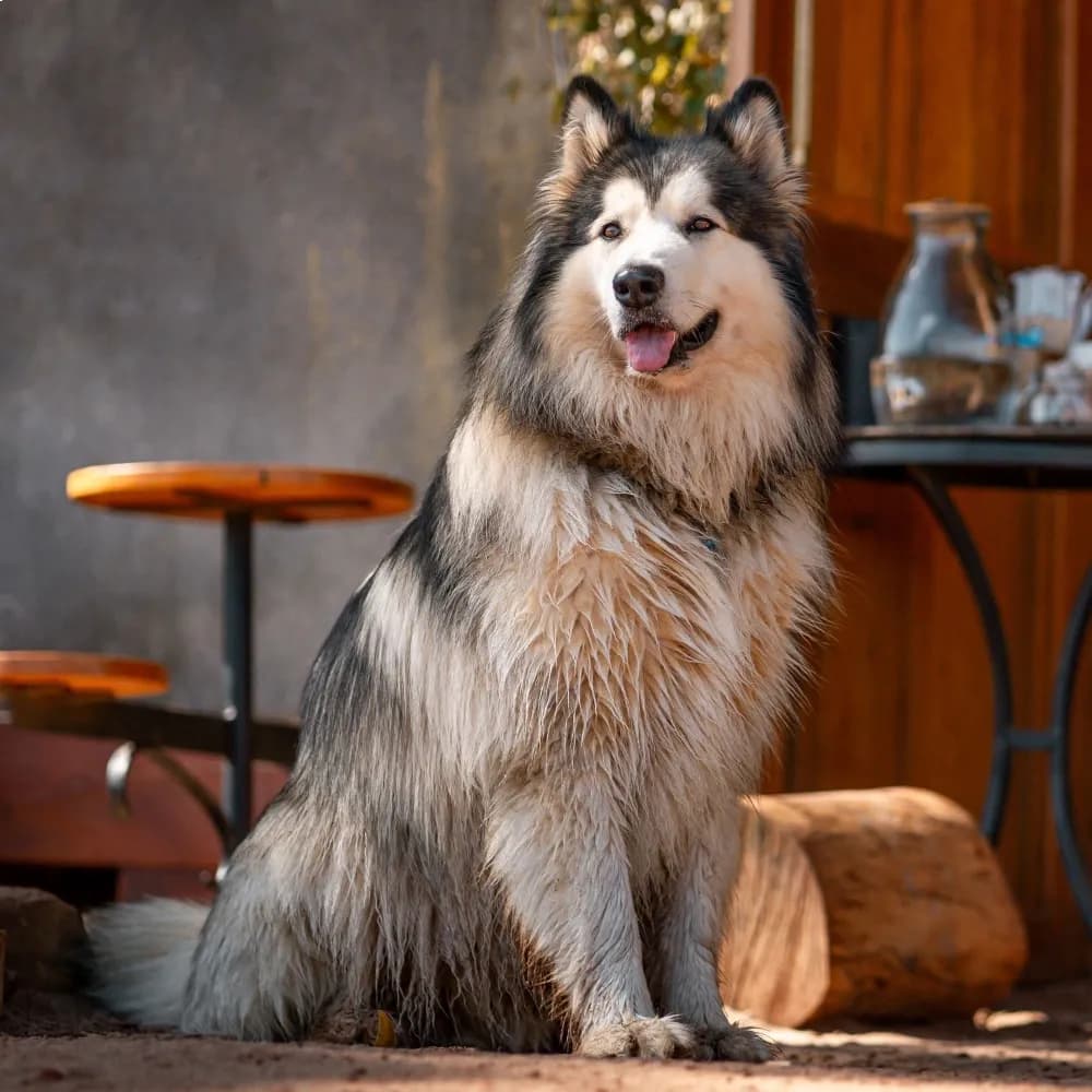 Malamute do Alasca — registro 02