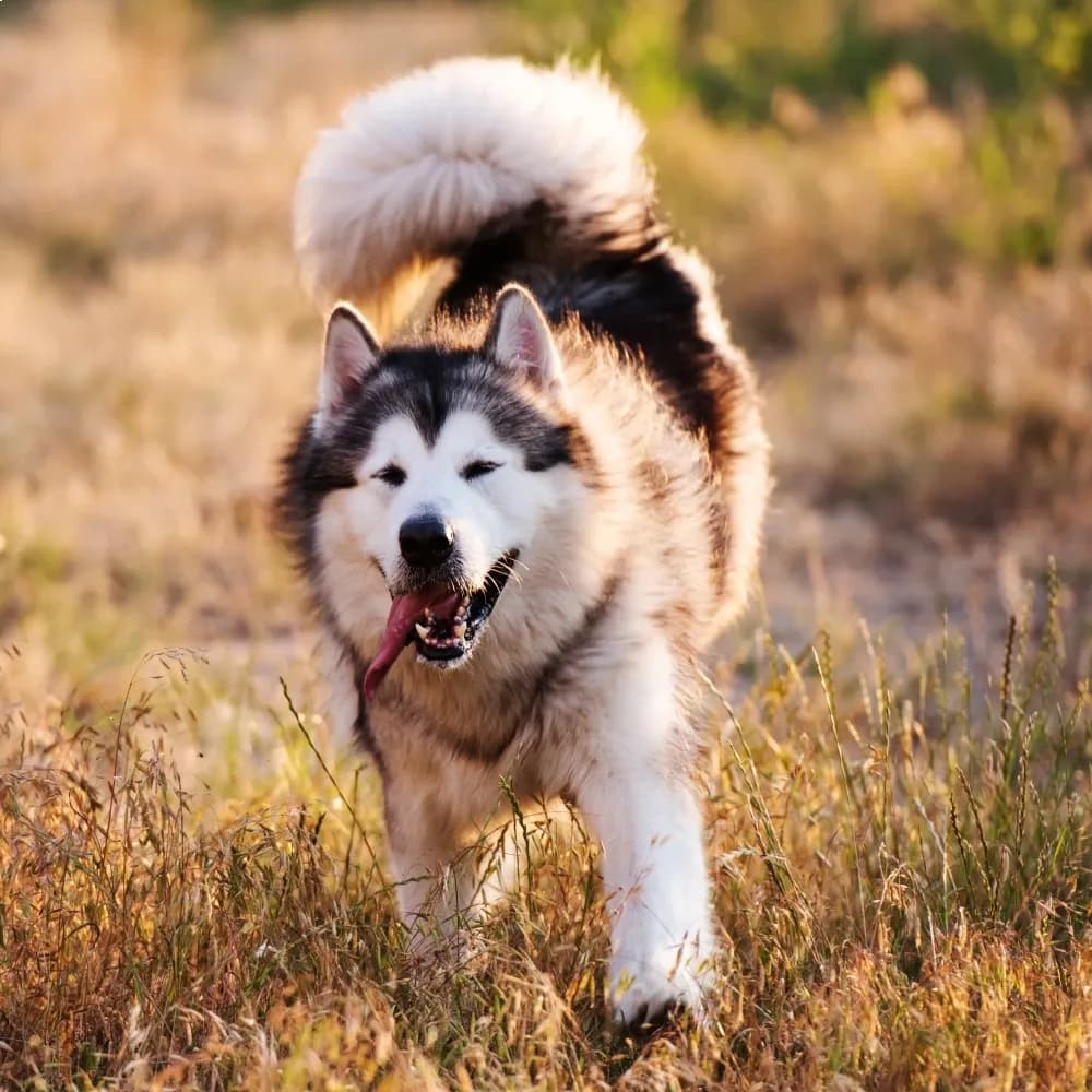 Malamute do Alasca — registro 03