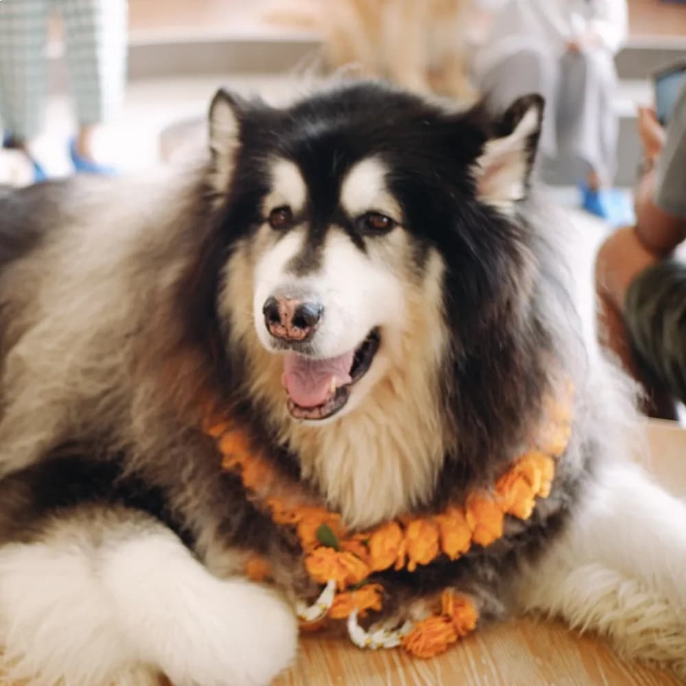 Malamute do Alasca — registro 04