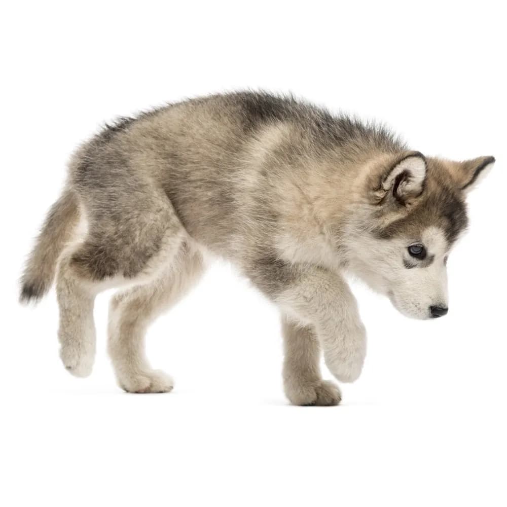Malamute do Alasca — filhote