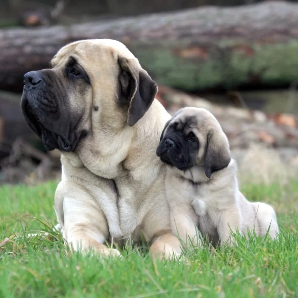Mastiff — registro 01