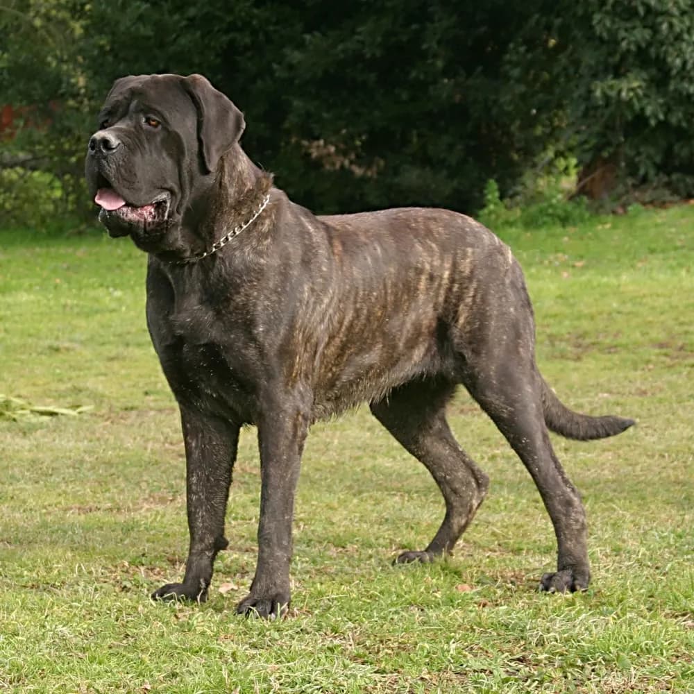 Mastiff — registro 02