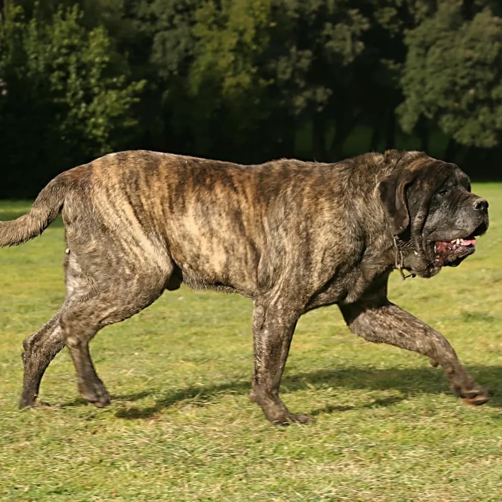 Mastiff — registro 03