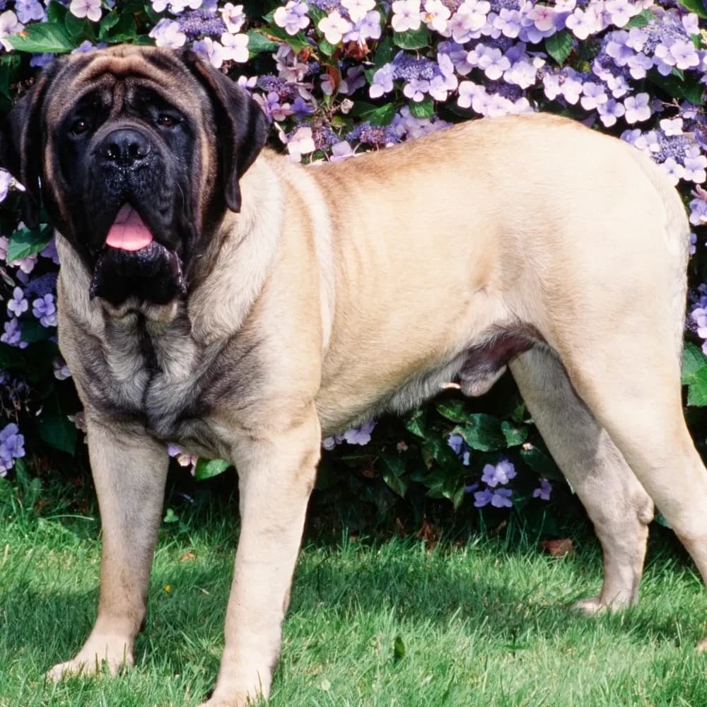 Mastiff — registro 04