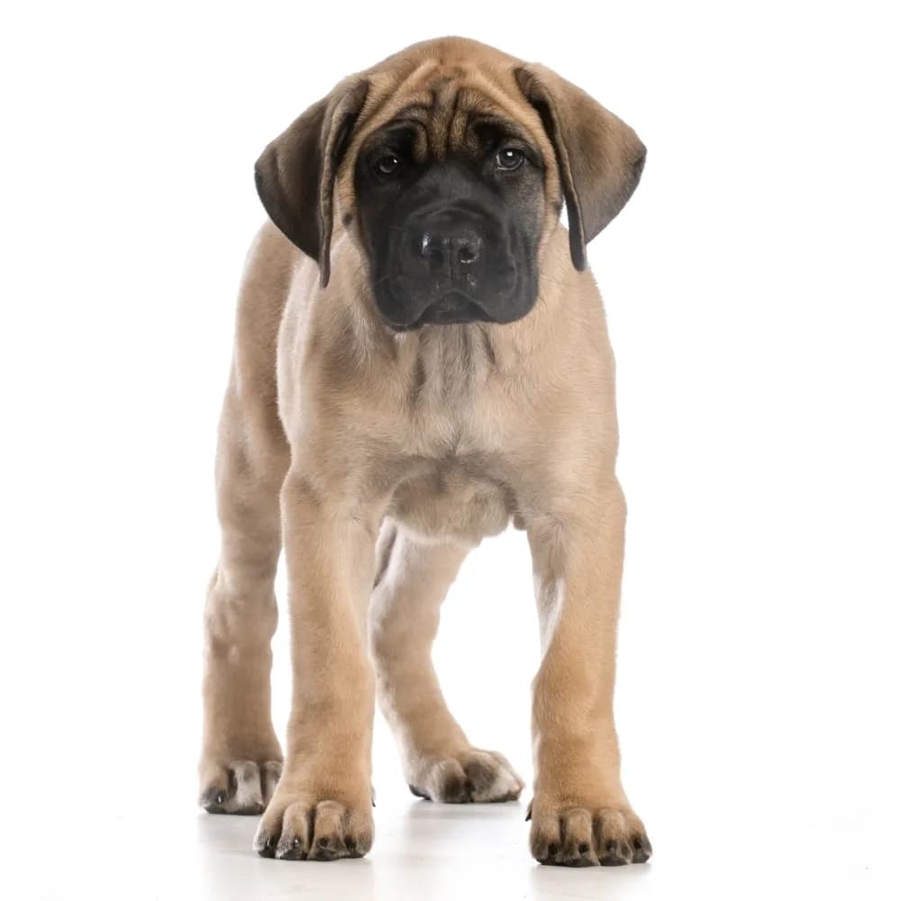 Mastiff — filhote