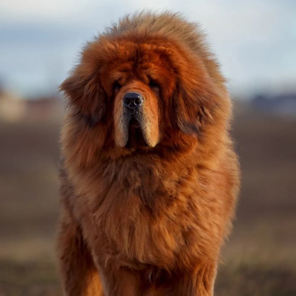 Mastim Tibetano — registro 01